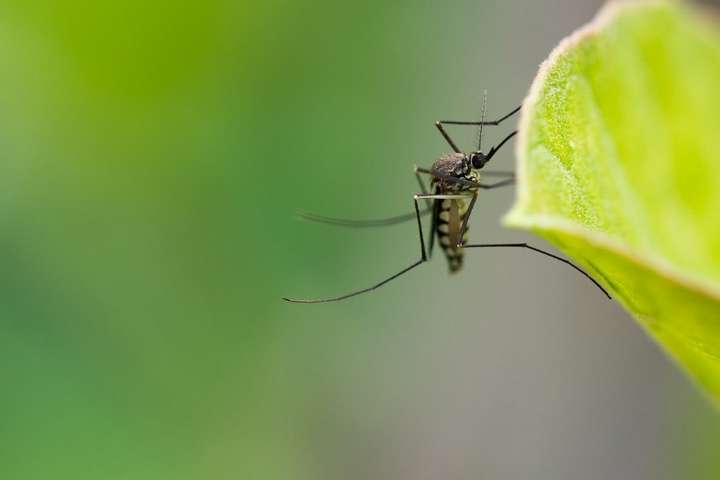 mosquito on green leaf