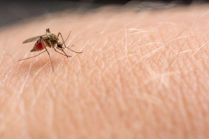 mosquito on the skin