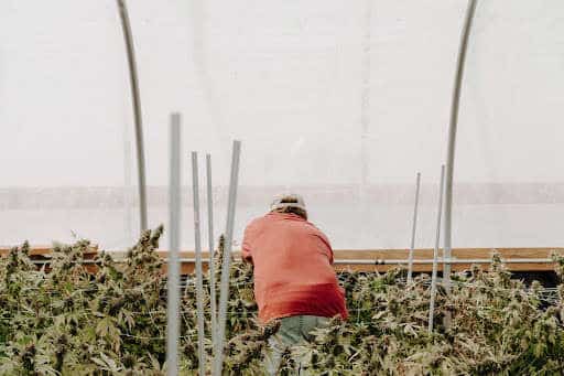 cannabis farm